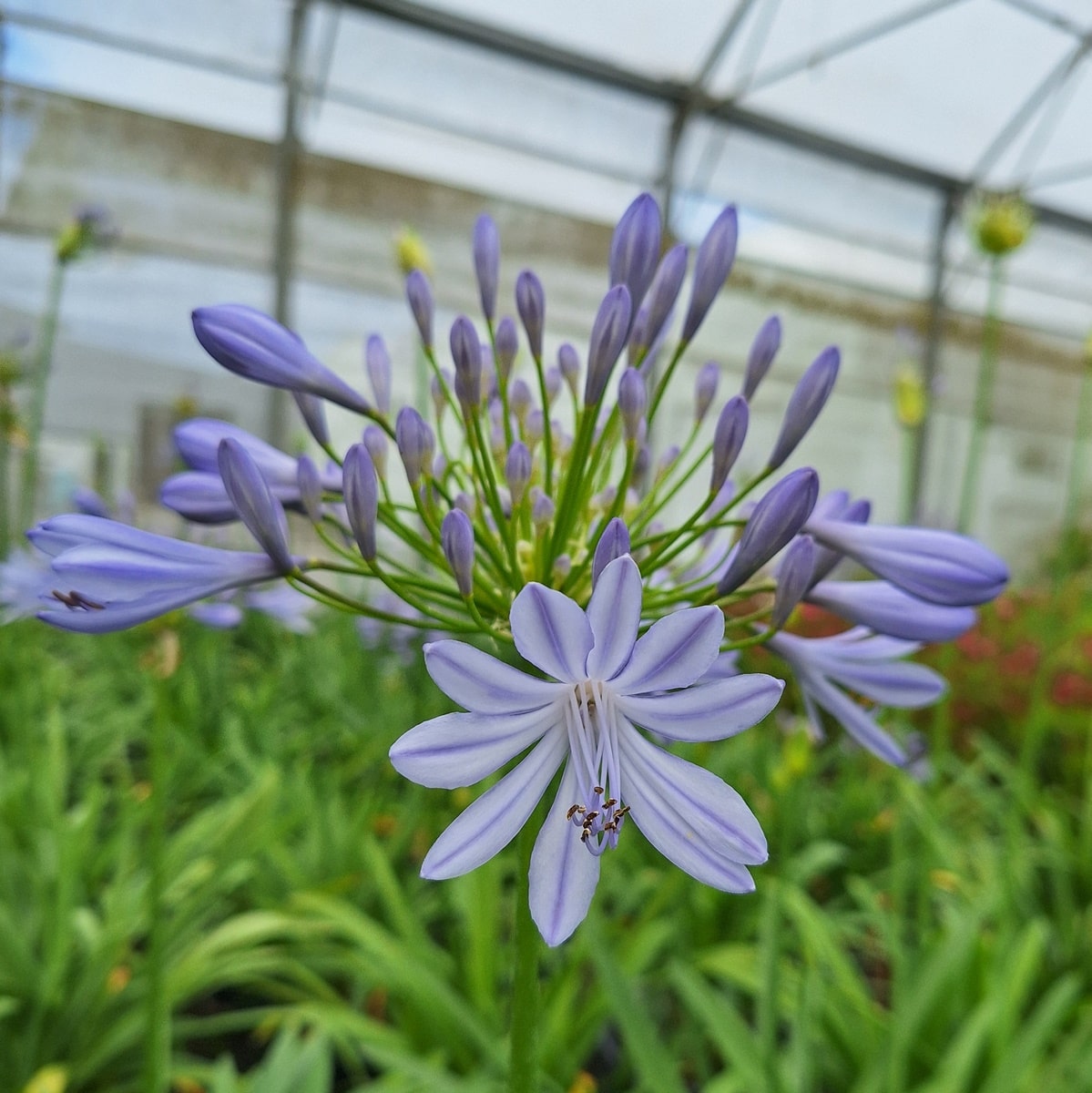 AGAPANTHUS BLEU (3)-min