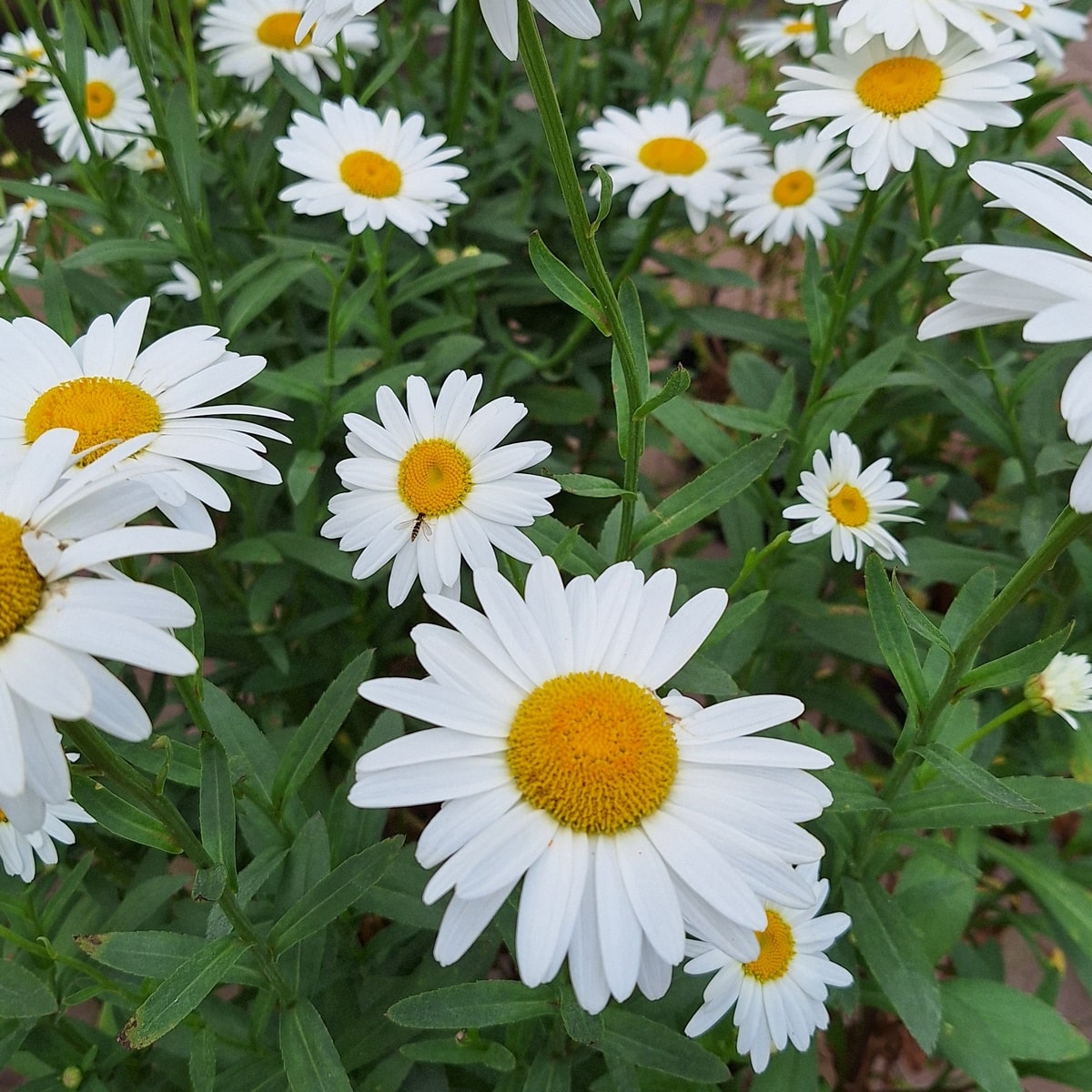 LEUCANTHEMUM BECKY-min