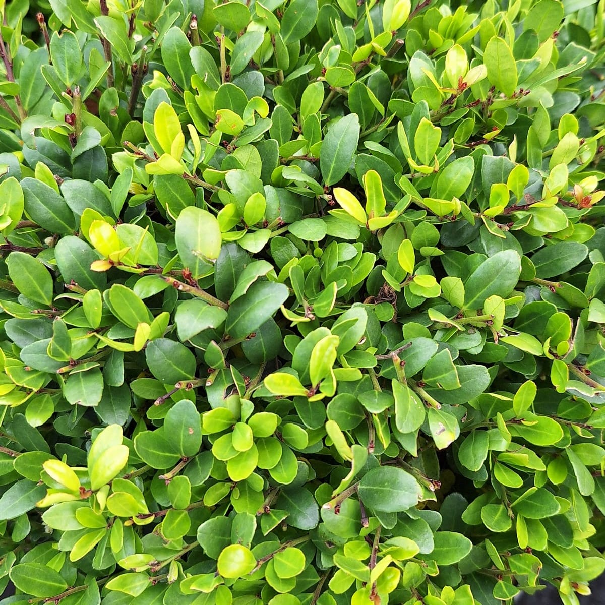 ILEX CRENATA-min