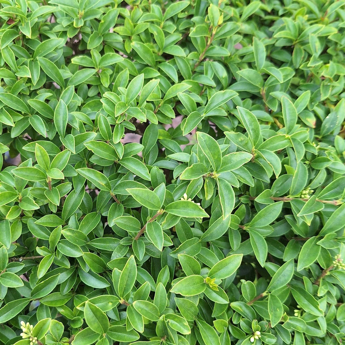 LIGUSTRUM DELAVAYUM-min