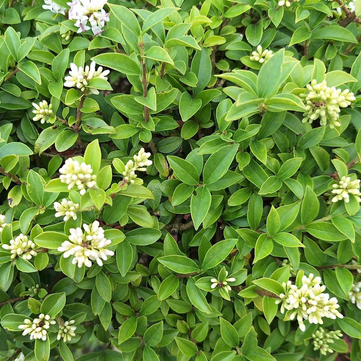 LIGUSTRUM DELAVAYUM (2)-min