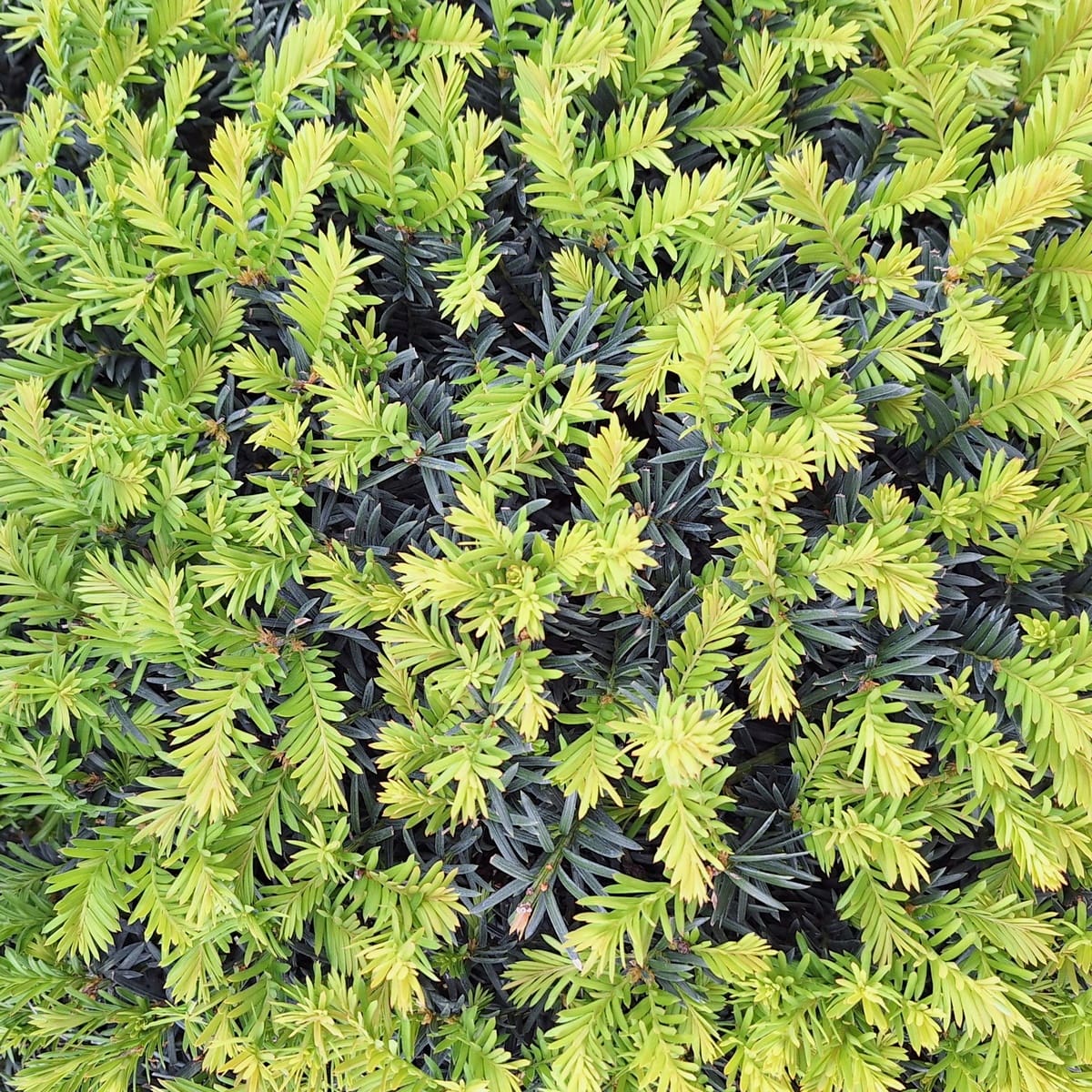 TAXUS BACCATA (2)-min