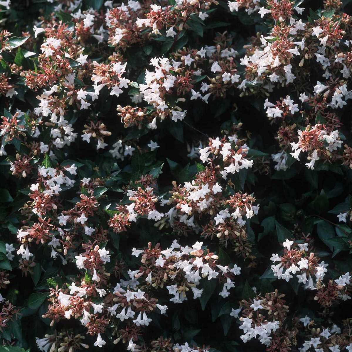 ABELIA SEMPERFLORENS-min