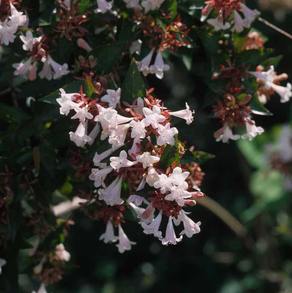 ABELIA SEMPERFLORENS (2)-min