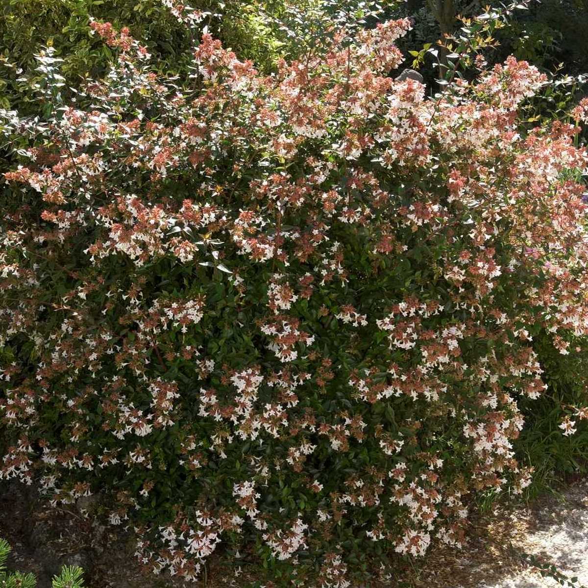 ABELIA SEMPERFLORENS (3)-min