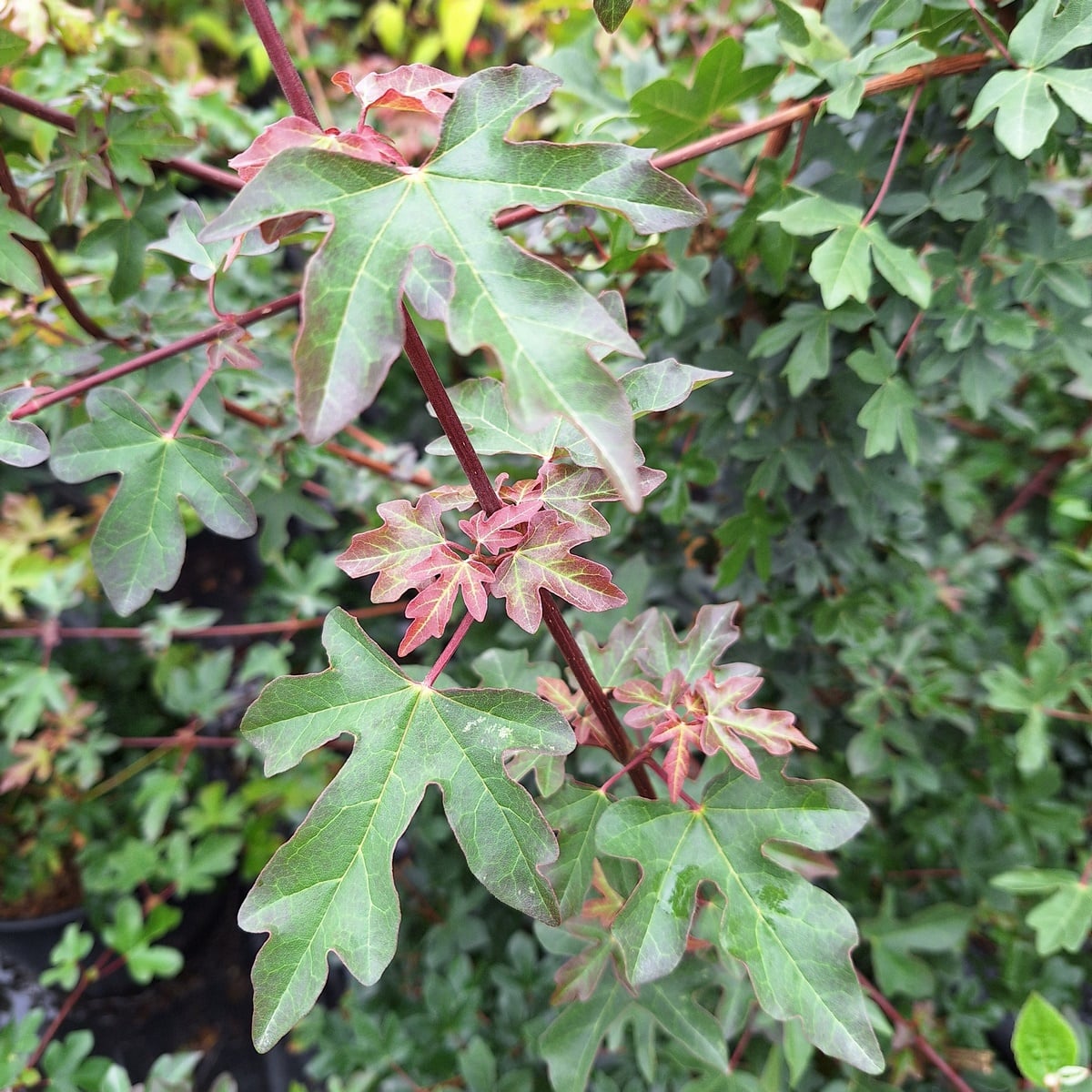 ACER CAMPESTRE (2)-min