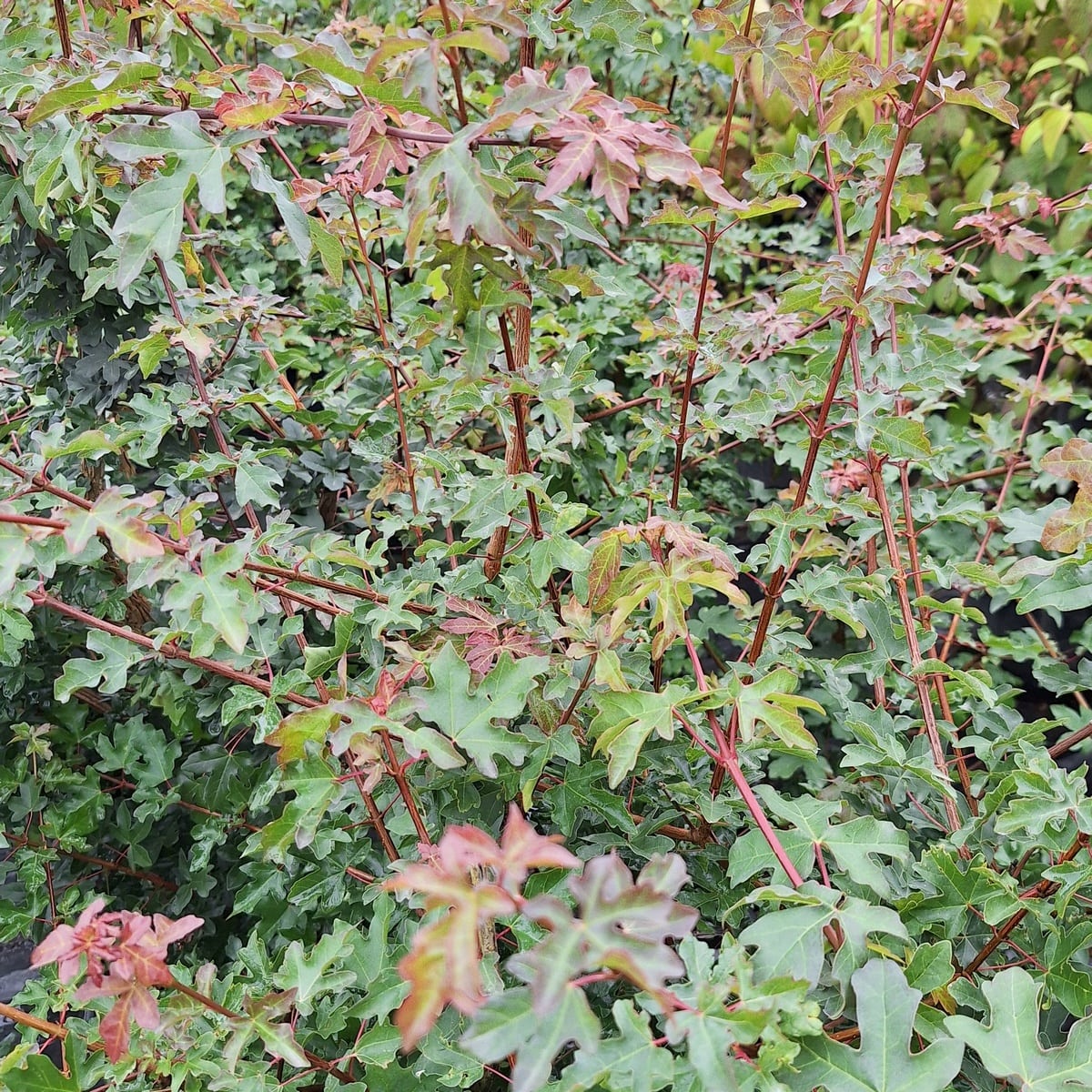 ACER CAMPESTRE (3)-min