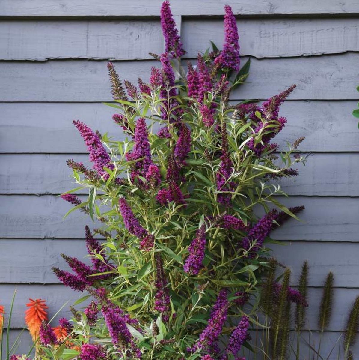 BUDDLEJA BUTTERFLY TOWER W
