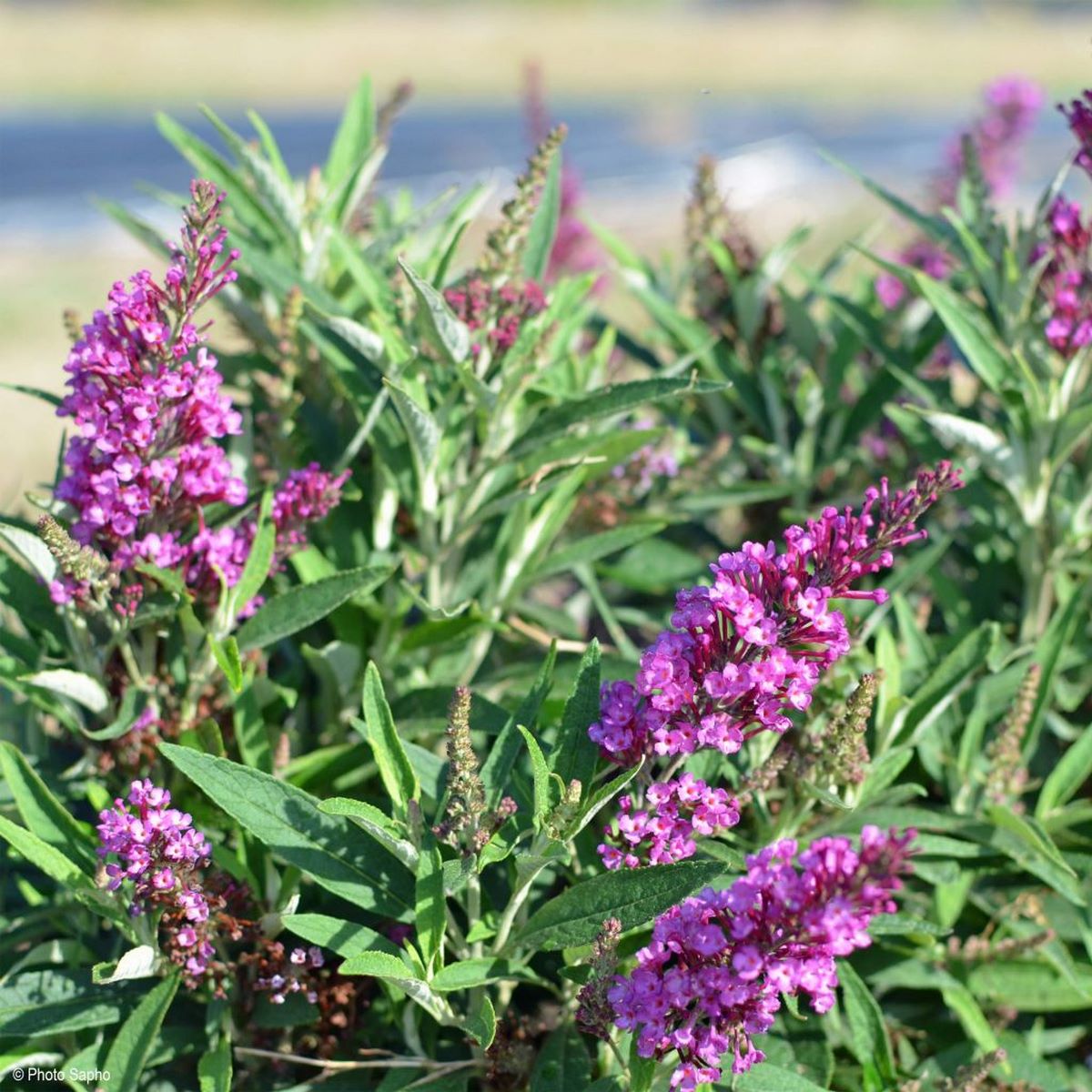 BUDDLEJA BUTTERFLY TOWER W(3)