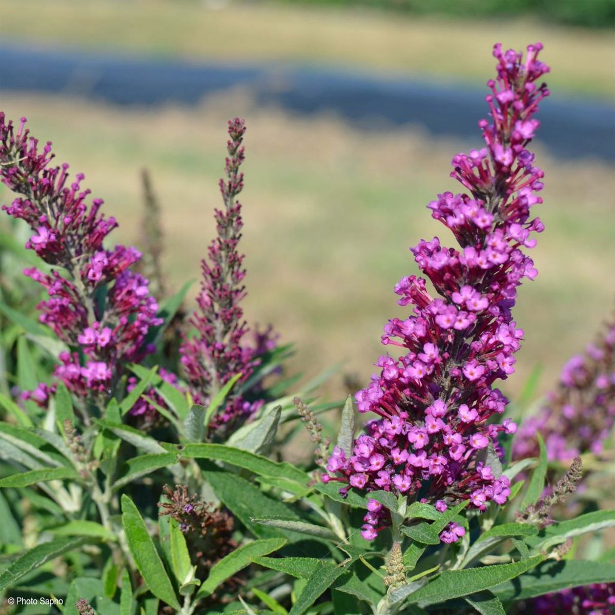 BUDDLEJA BUTTERFLY TOWER W(2)