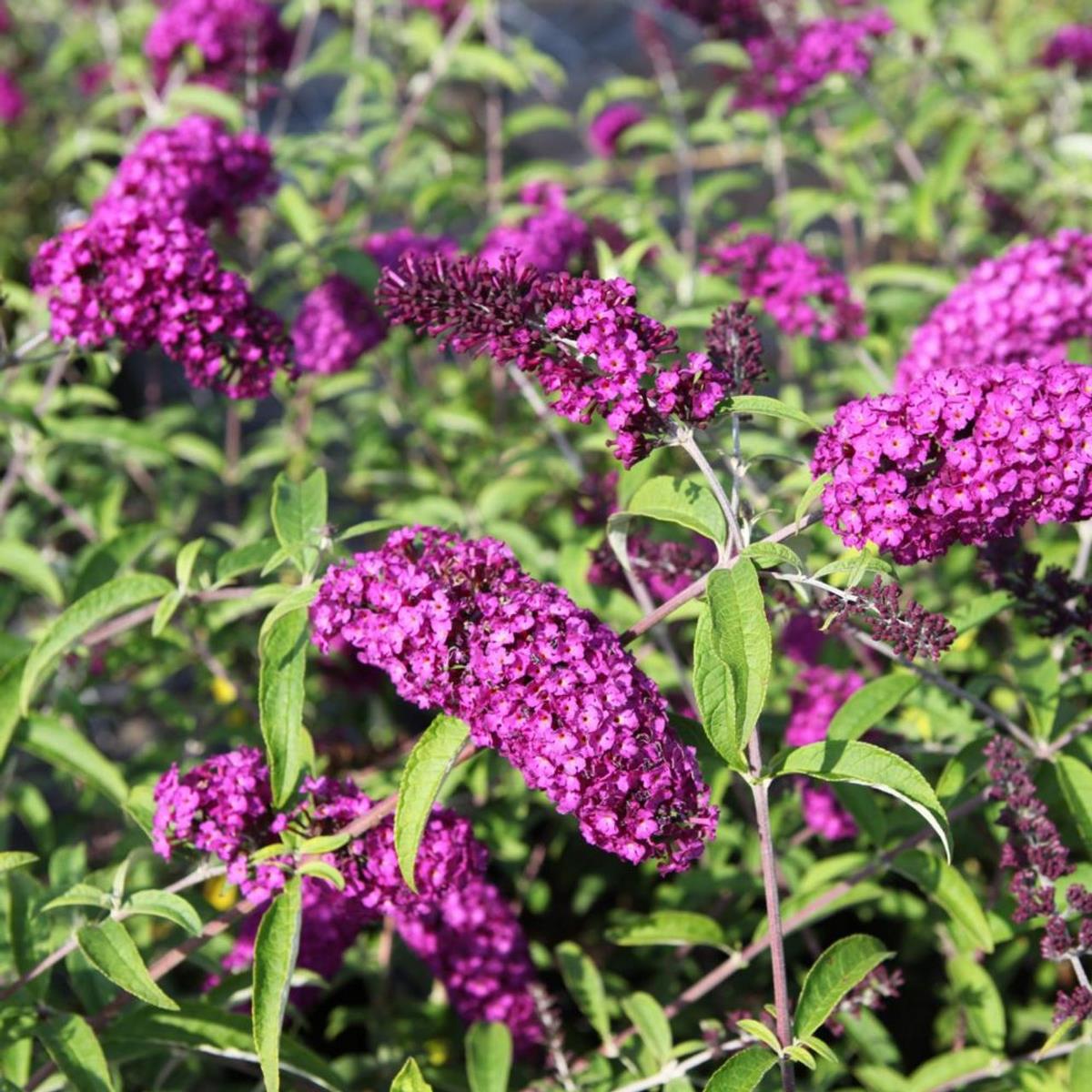 BUDDLEJA ROYAL RED W