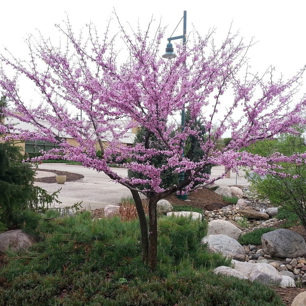 CERCIS SILIQUASTRUM WF(3)-min