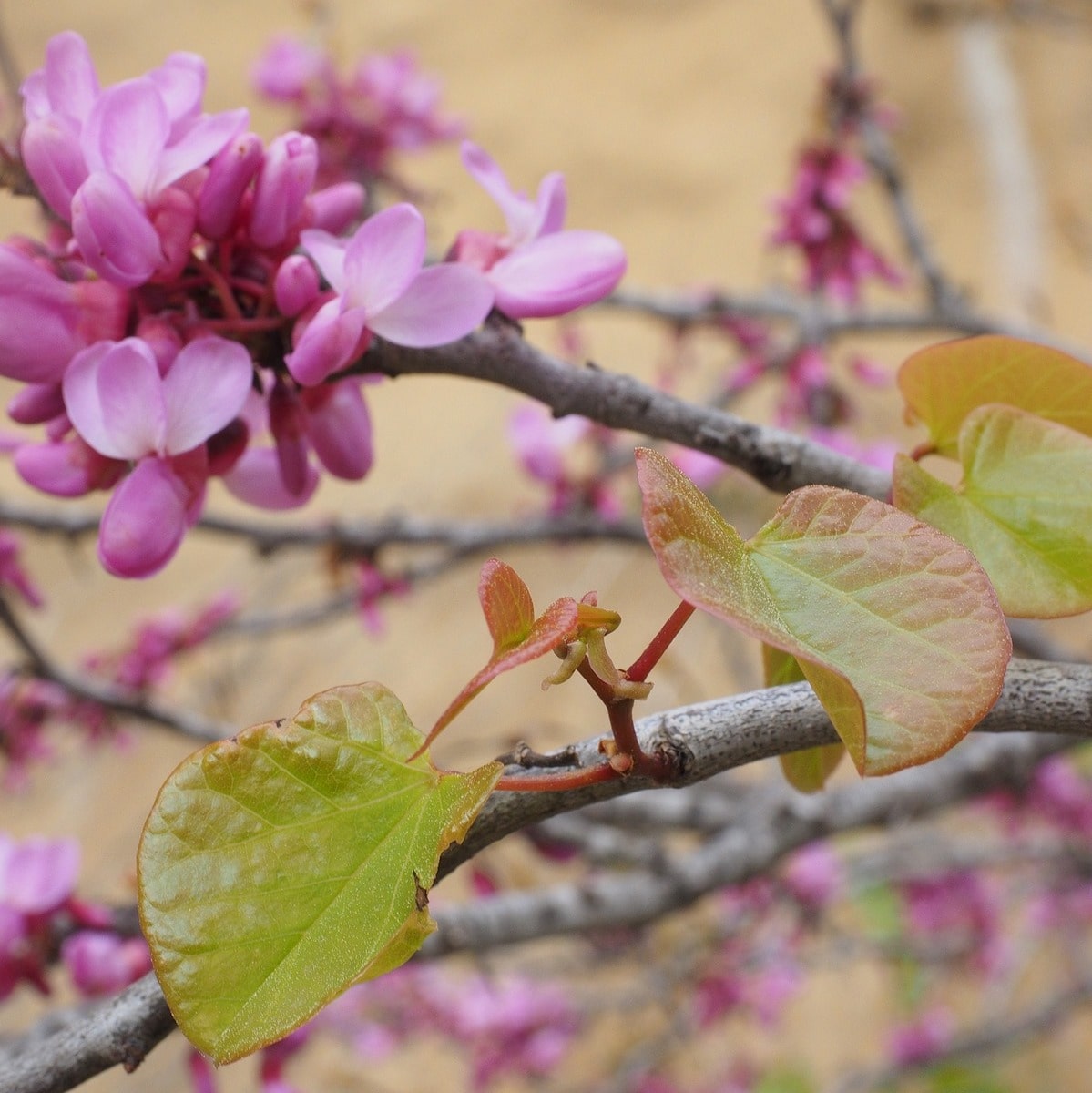 CERCIS SILIQUASTRUM WF(2)-min