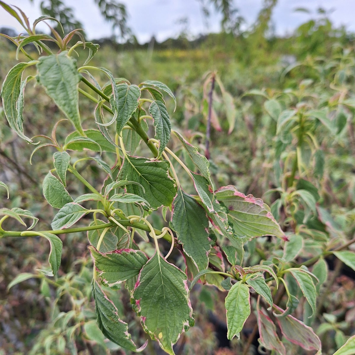 CORNUS PINKY SPOT (2)-min