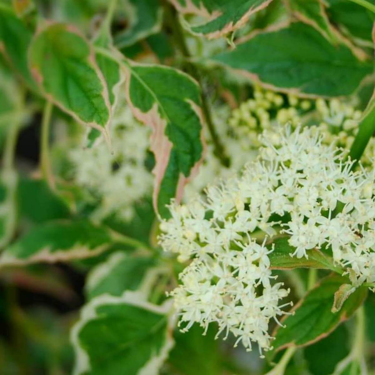 CORNUS PINKY SPOT W-min