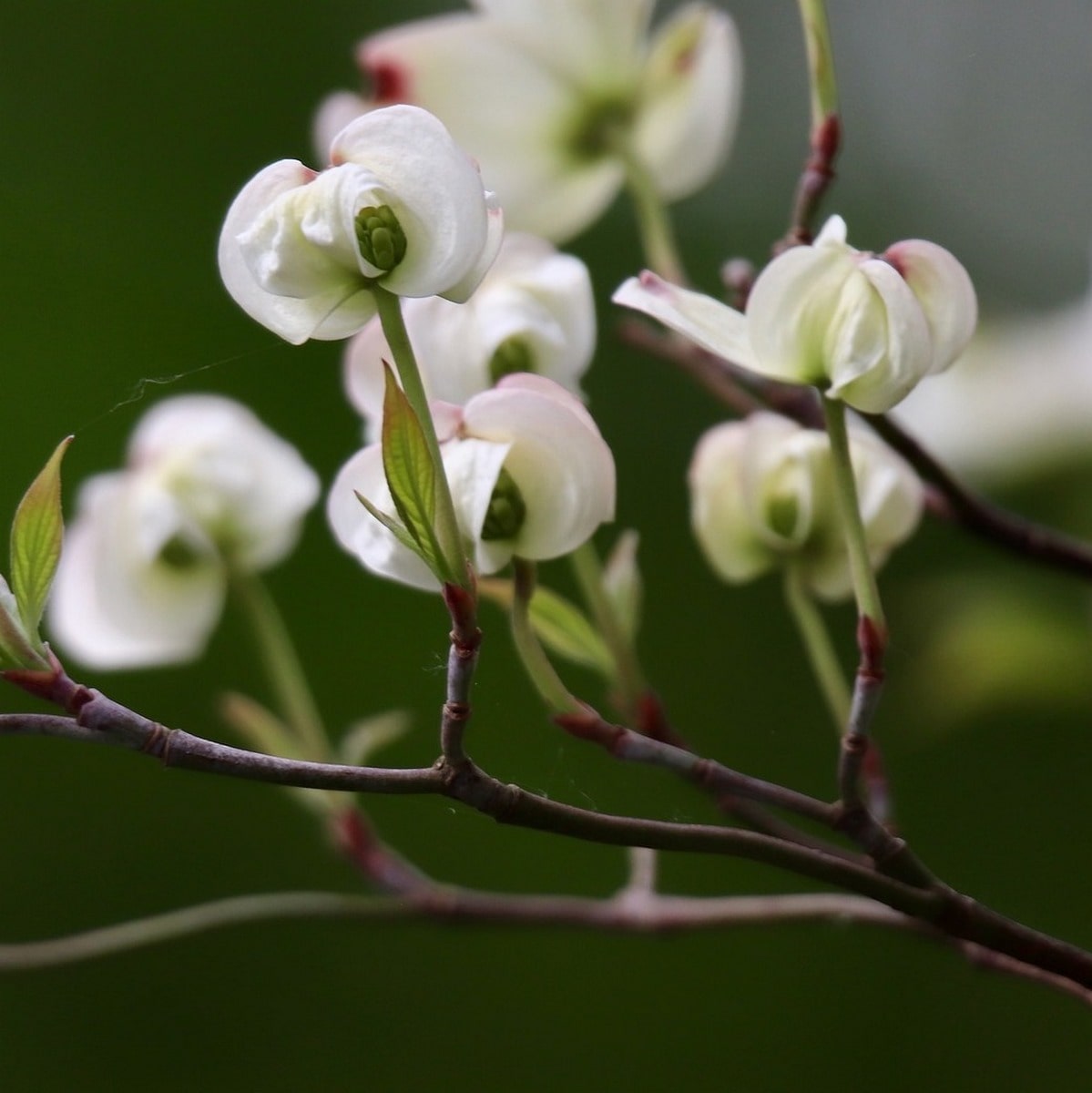 CORNUS FLORIDA WF(3)-min