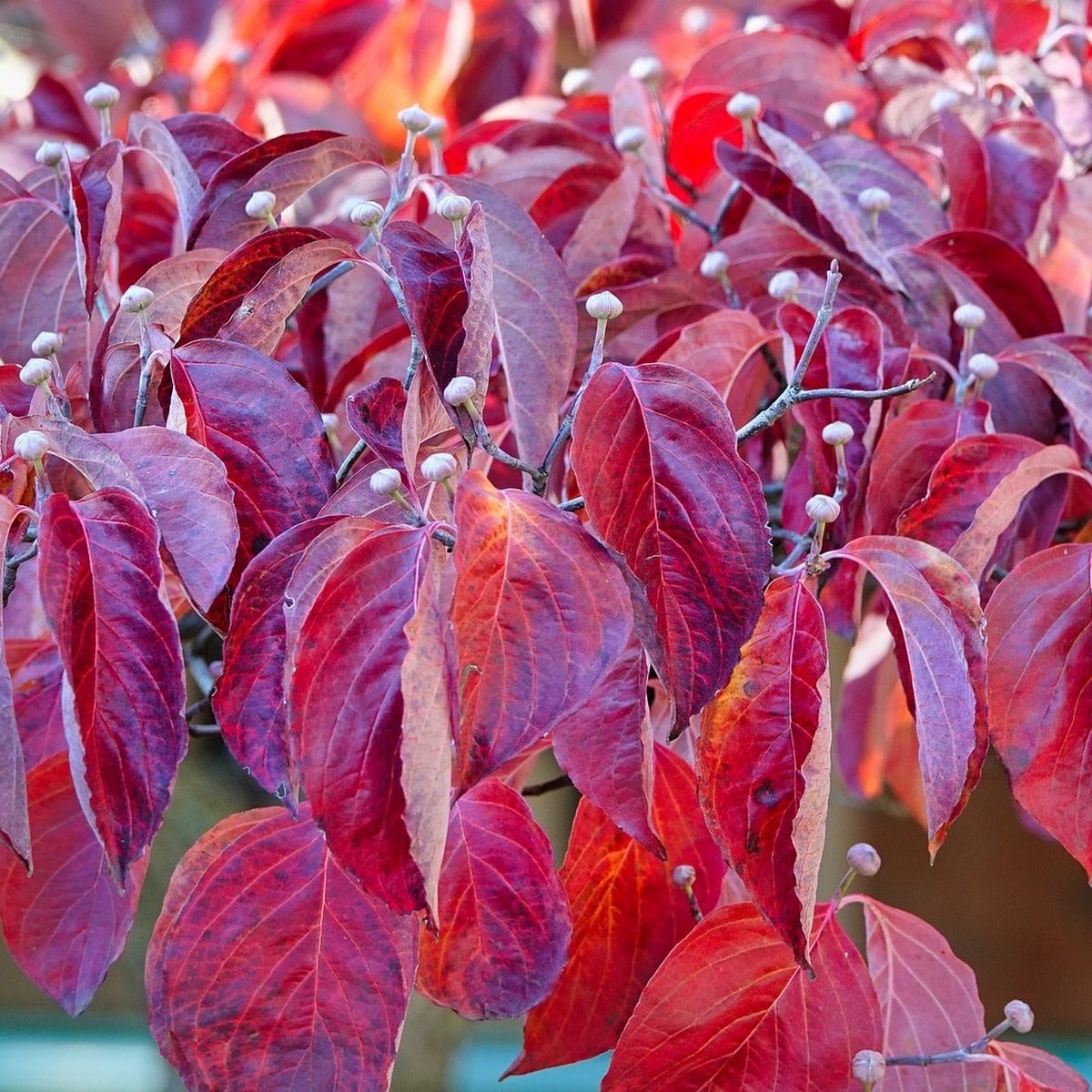 CORNUS FLORIDA WF-min (2)