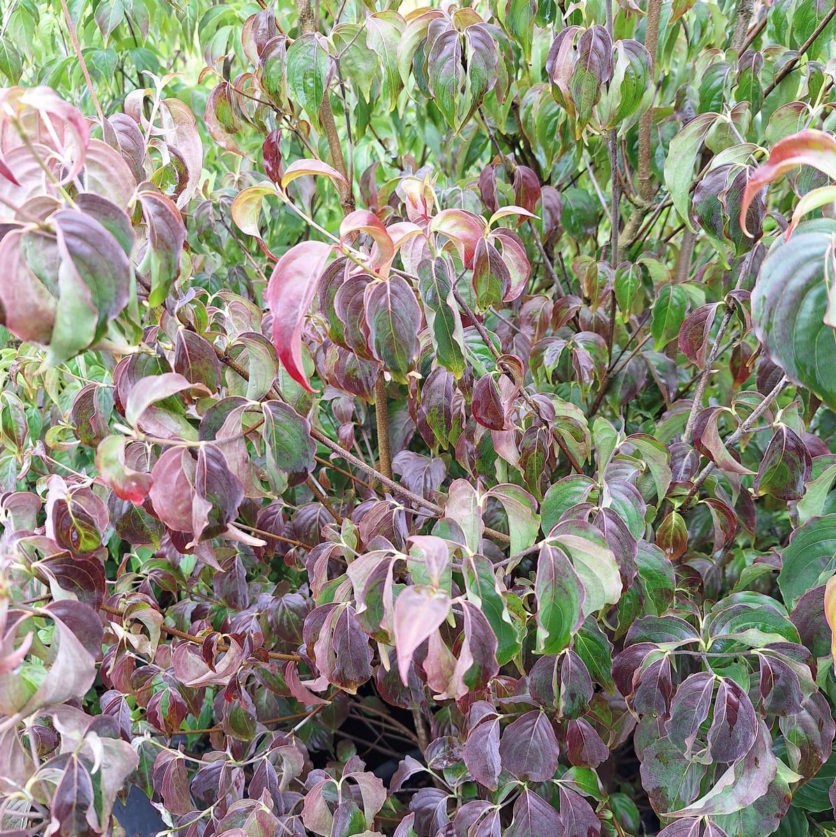 CORNUS KOUSA WF(4)-min