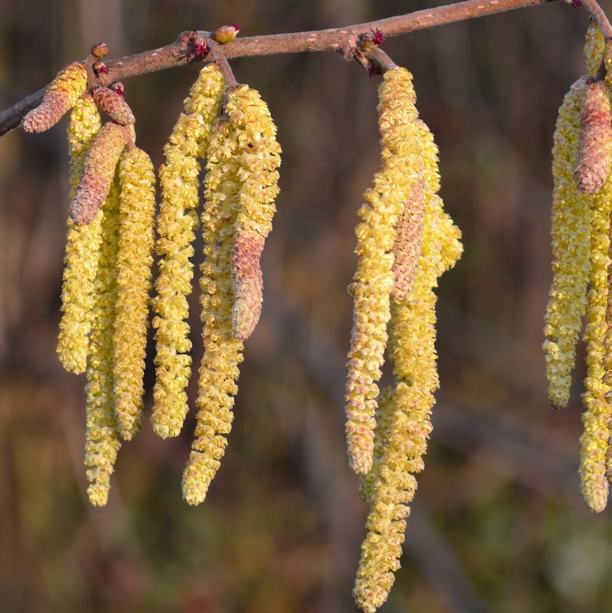 CORYLUS AVELLANA 2 WF-min