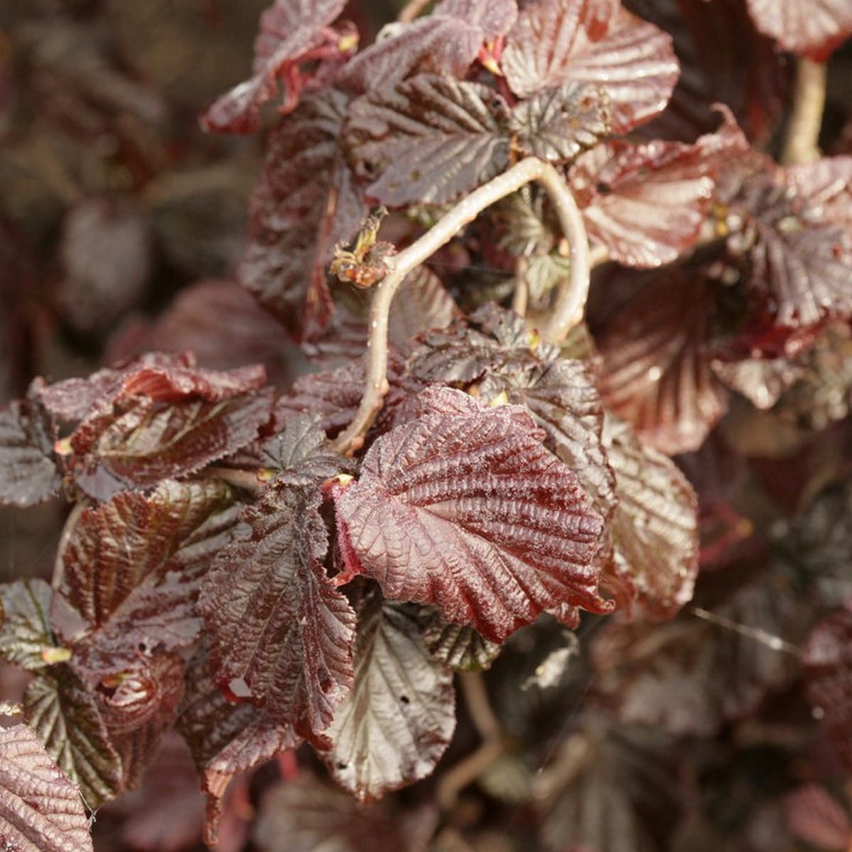 CORYLUS RED MAJESTIC W-min