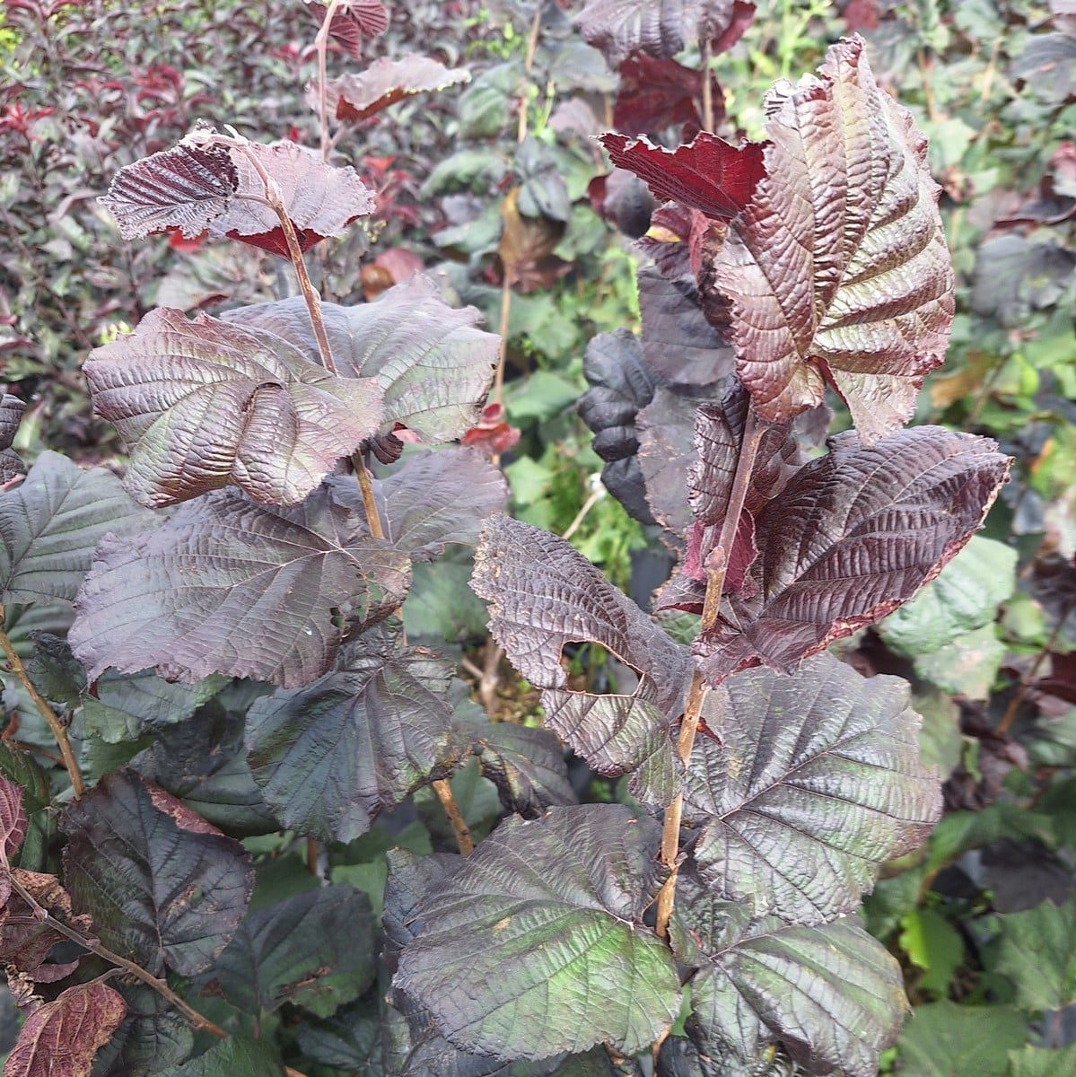 CORYLUS PURPUREA-min