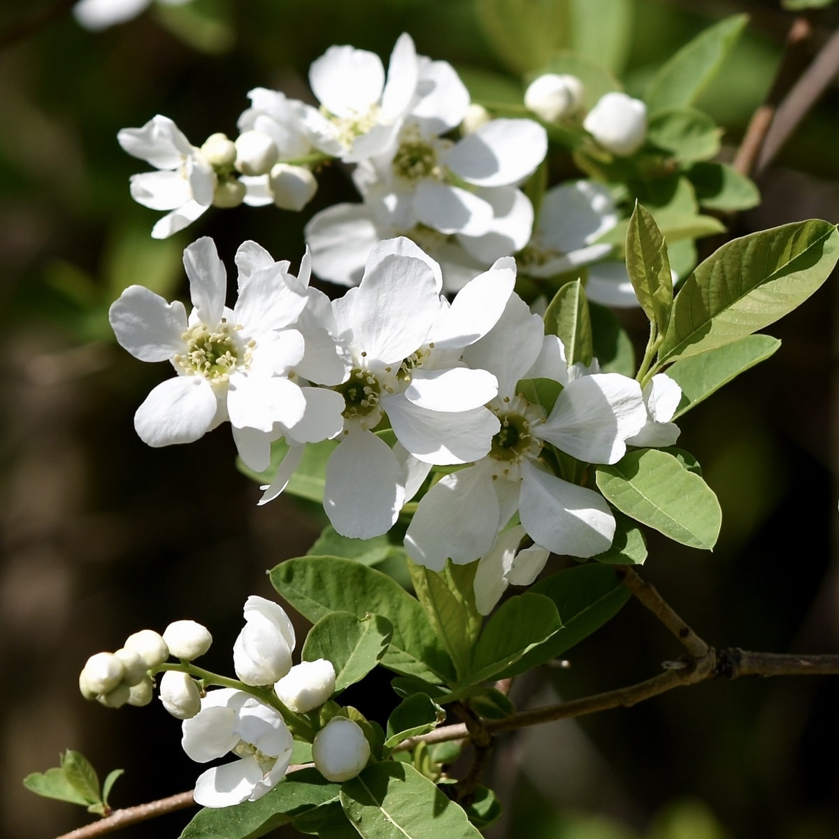 EXOCHORDA RACEMOSA 2 W-min
