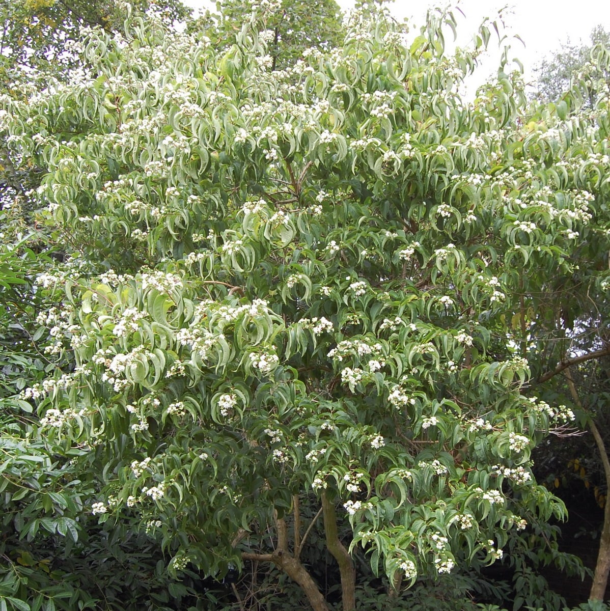 HEPTACODIUM-MICONIOIDES-2-W-min