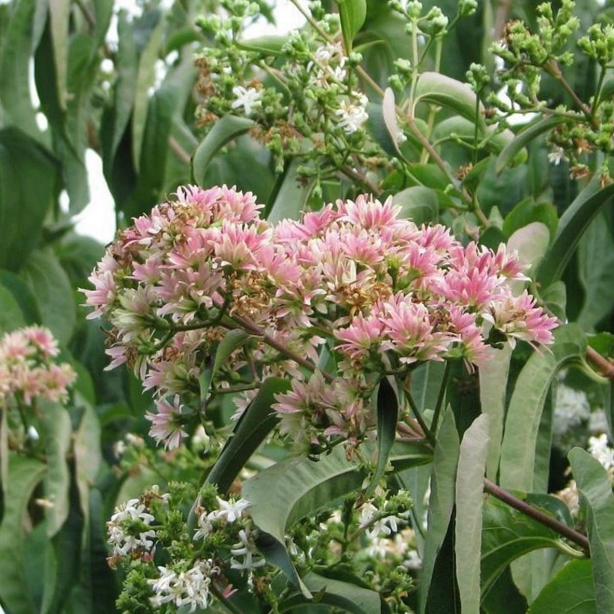 HEPTACODIUM-MICONIOIDES-3-W-min