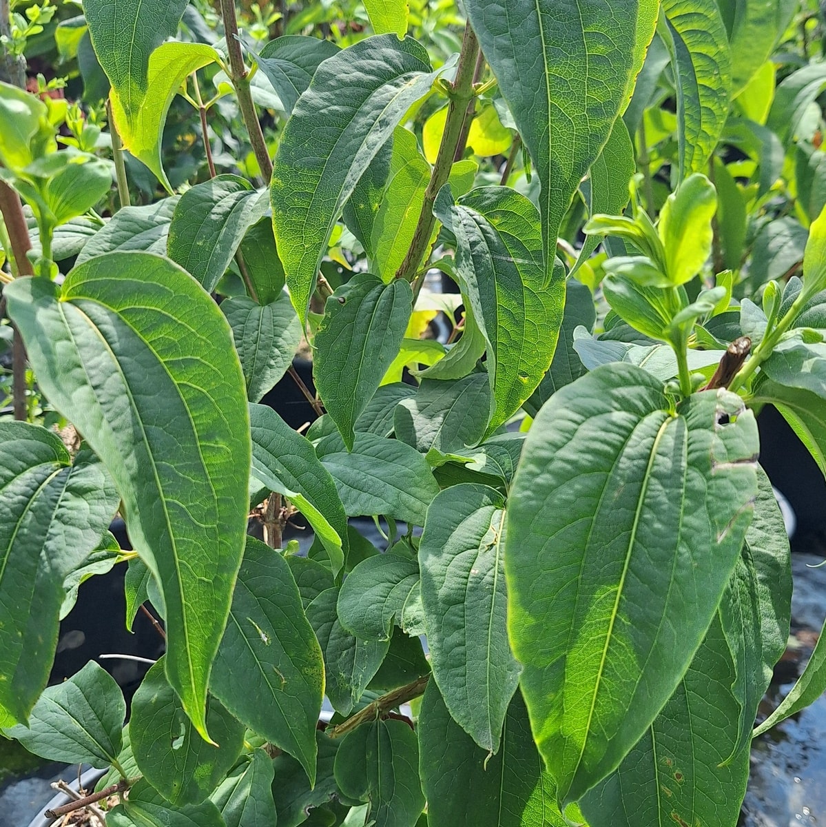 HEPTACODIUM MICONIOIDES (2)-min