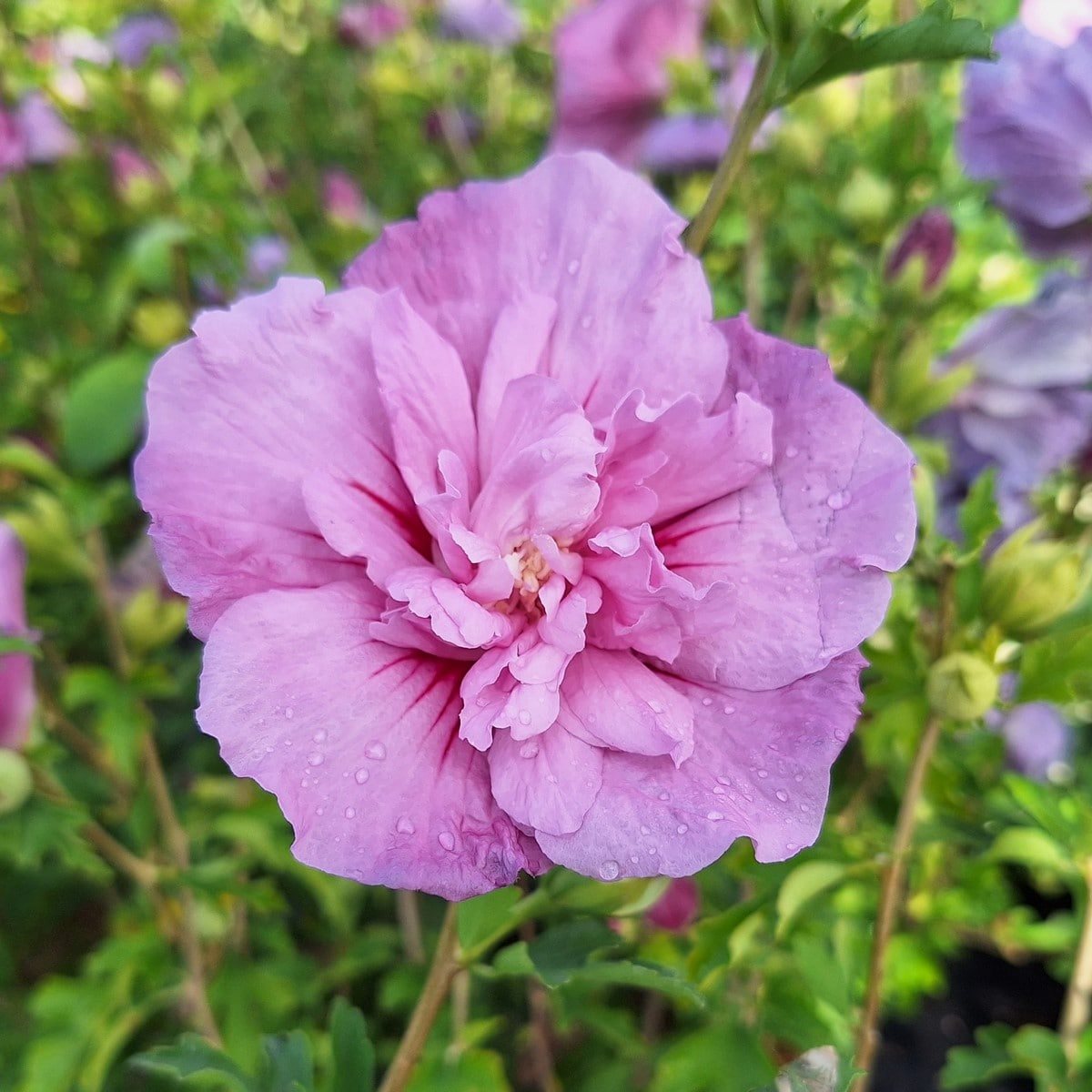 HIBISCUS LAVENDER CHIFFON (2)-min