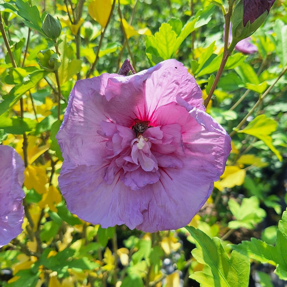 HIBISCUS LAVENDER CHIFFON-min