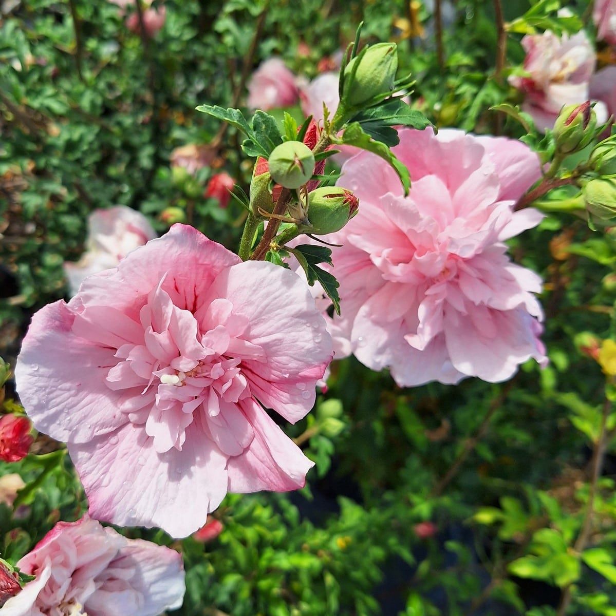 HIBISCUS PINK CHIFFON-min