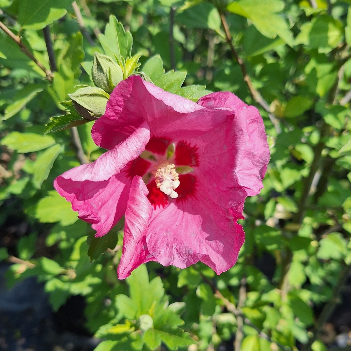 HIBISCUS PINK GIANT (3)-min