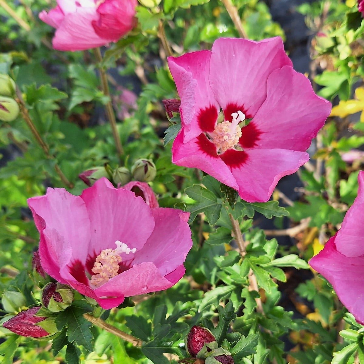 HIBISCUS PINK GIANT-min