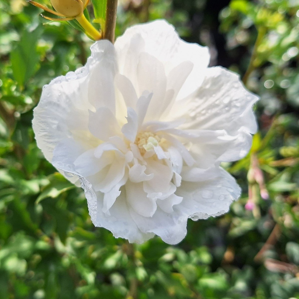 HIBISCUS WHITE CHIFFON (2)-min