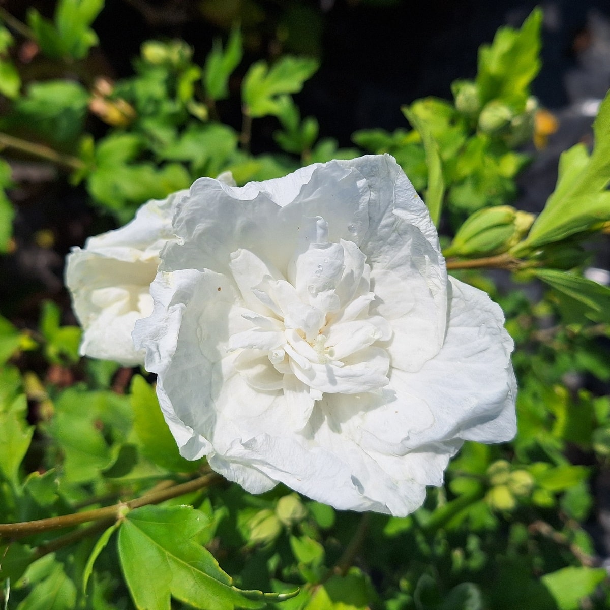 HIBISCUS WHITE CHIFFON-min (2)