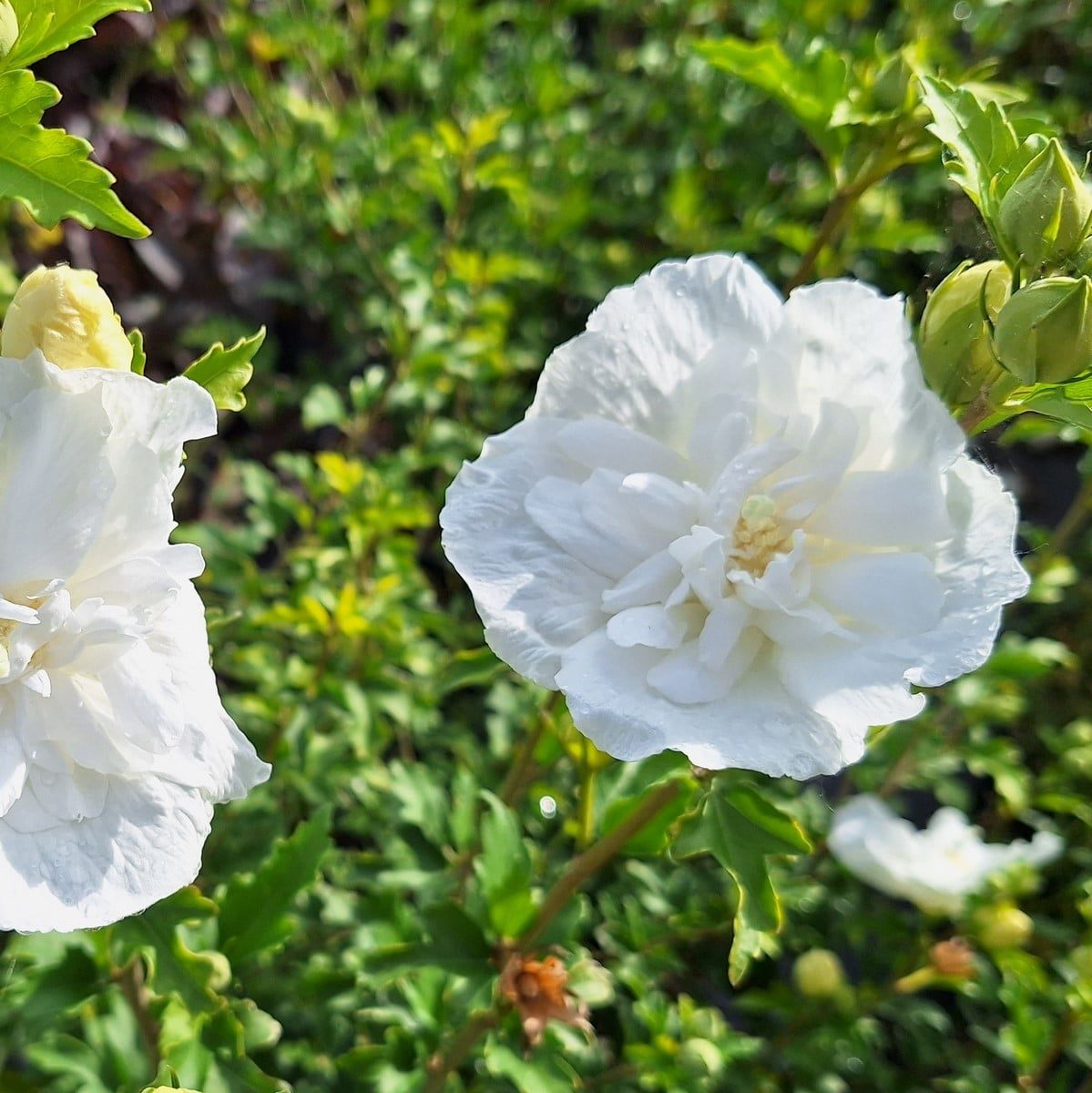 HIBISCUS WHITE CHIFFON-min