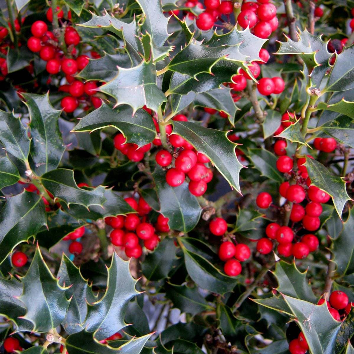 ILEX-ALASKA-W-2-min