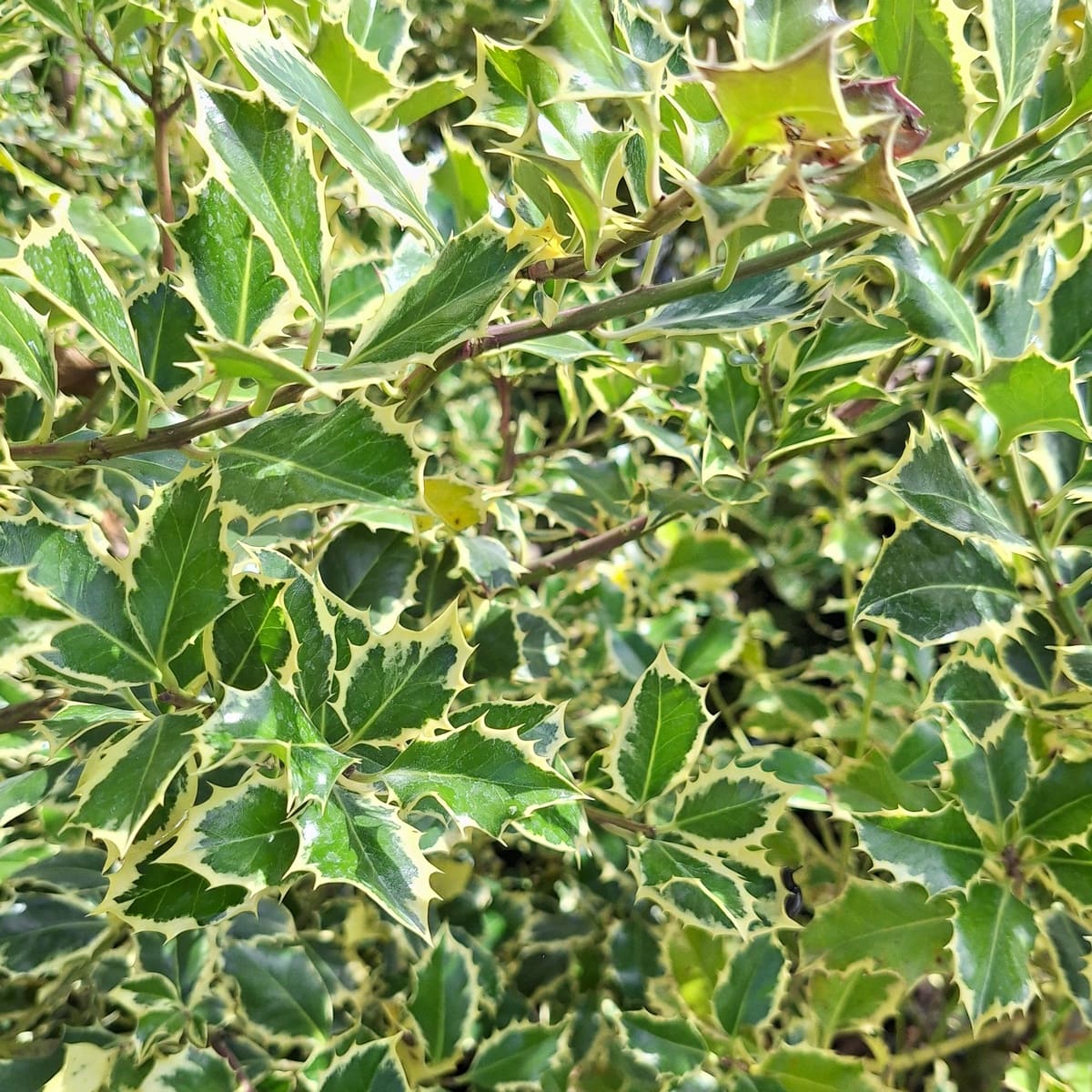 ILEX ARGENTEOMARGINATA-min (2)