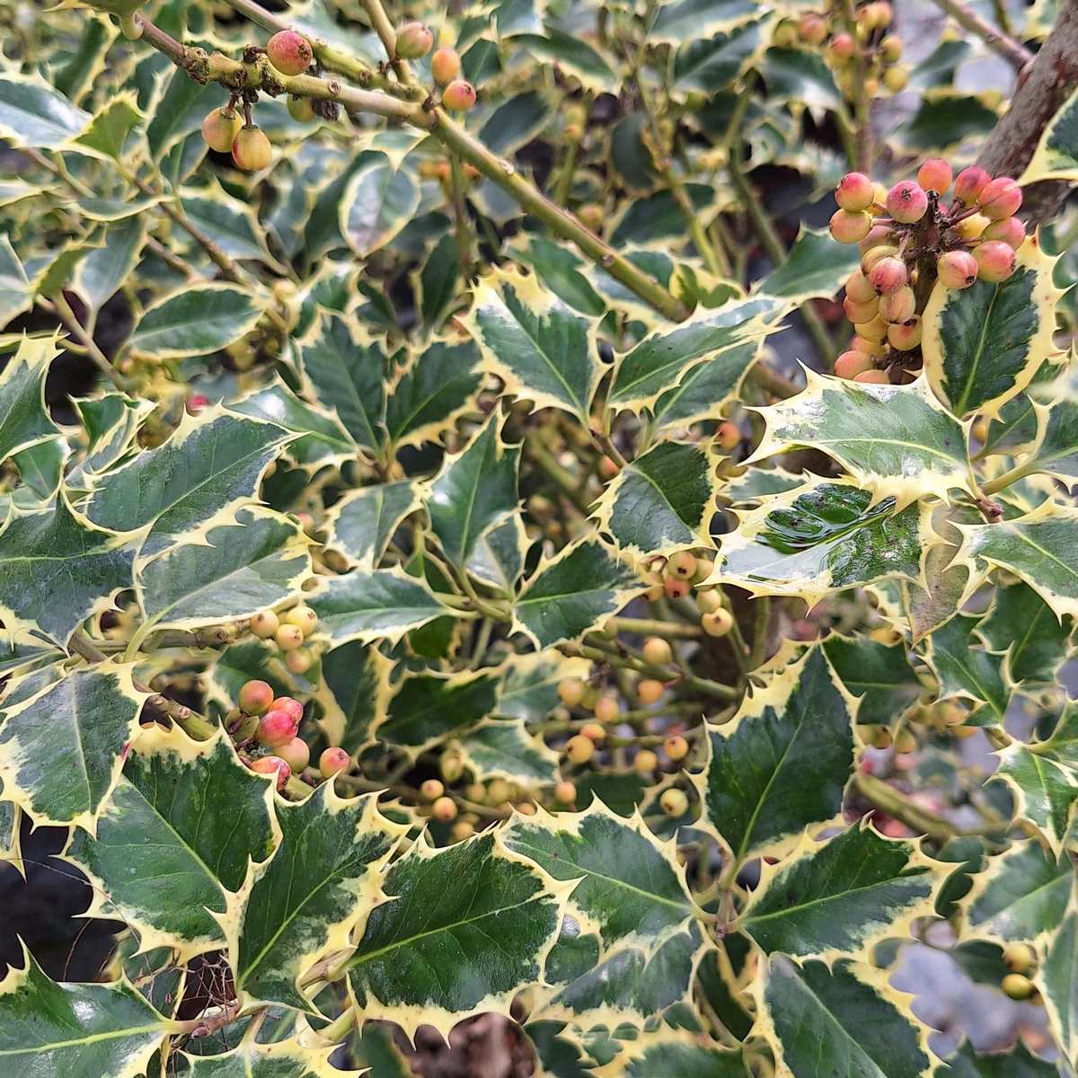 ILEX ARGENTEOMARGINATA-min