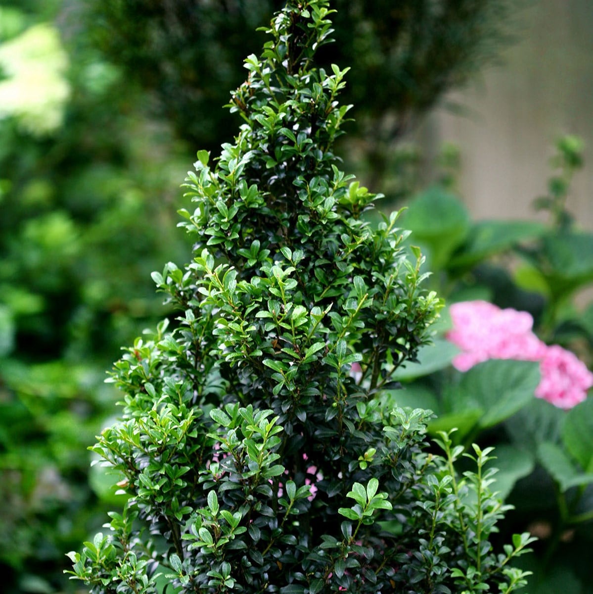 ILEX CHAT’O MINIER-min