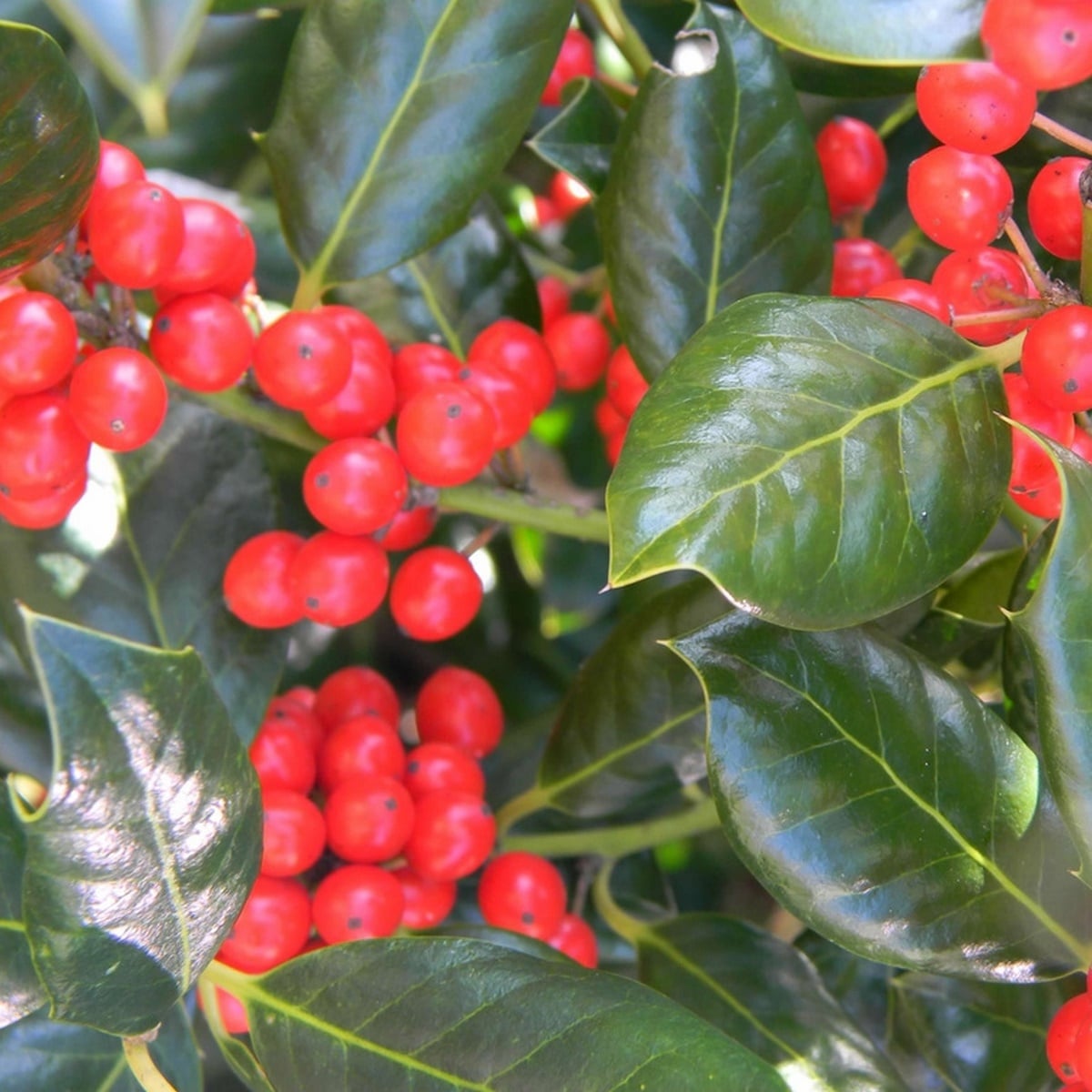 ILEX NELLIE R STEVENS 4 W-min
