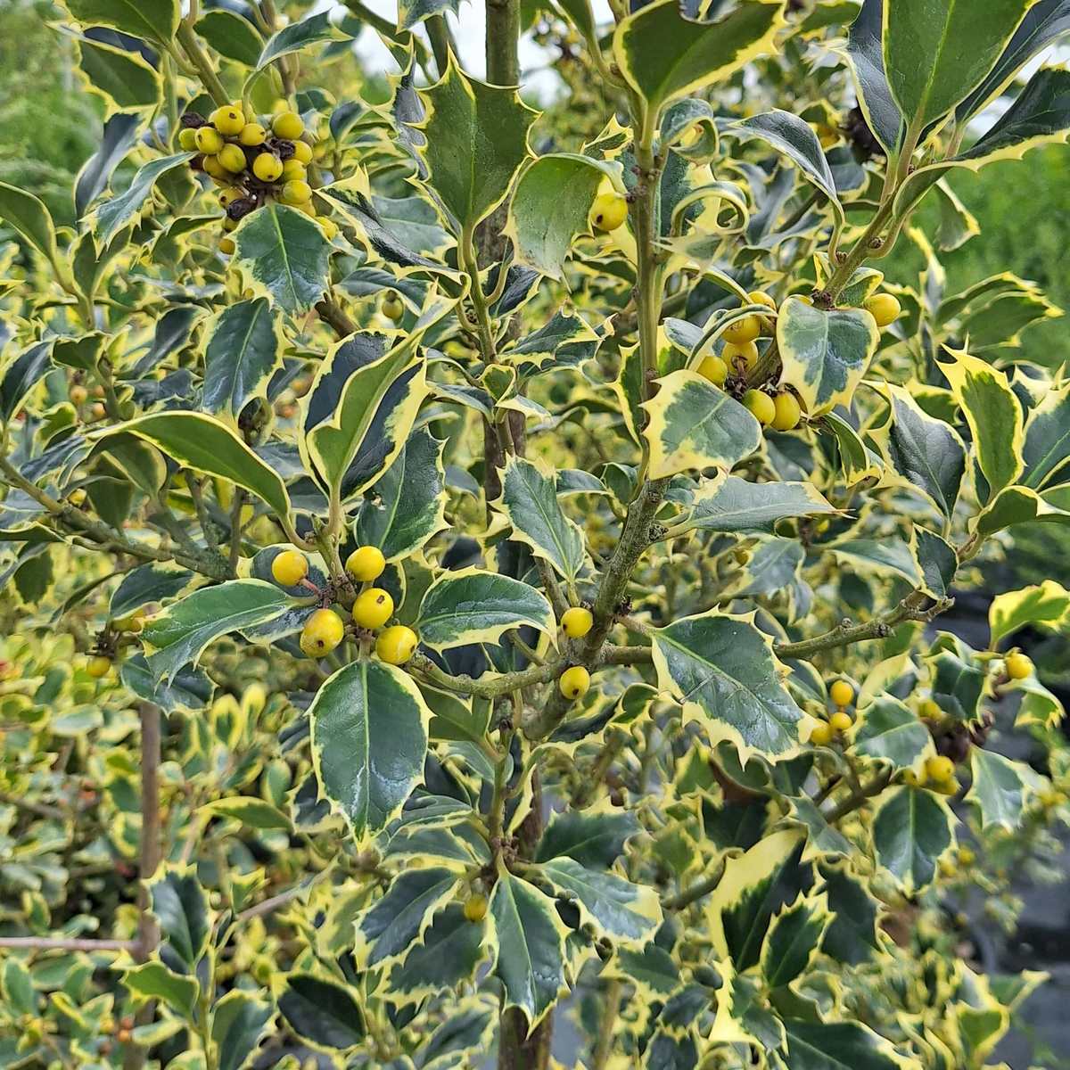 ILEX MME BRIOT (3)-min