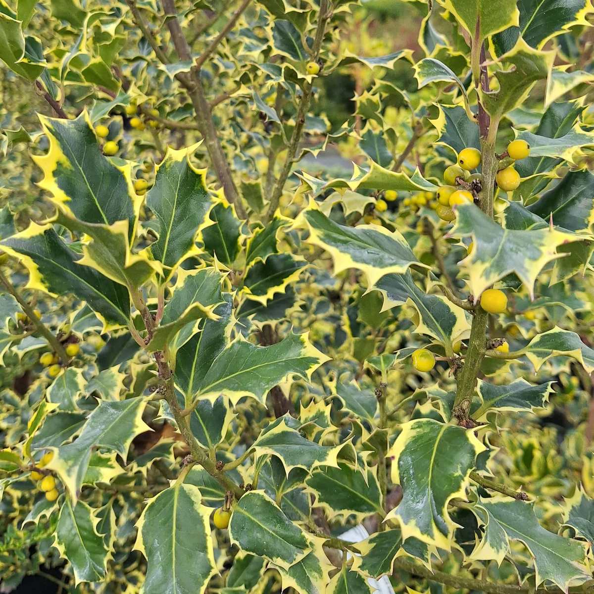 ILEX MME BRIOT (4)-min