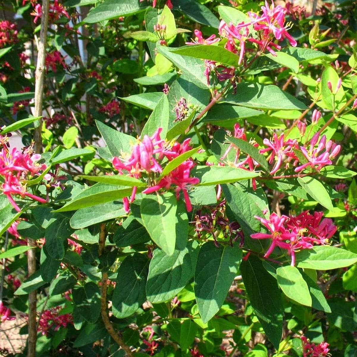 LONICERA HACKS RED W-min