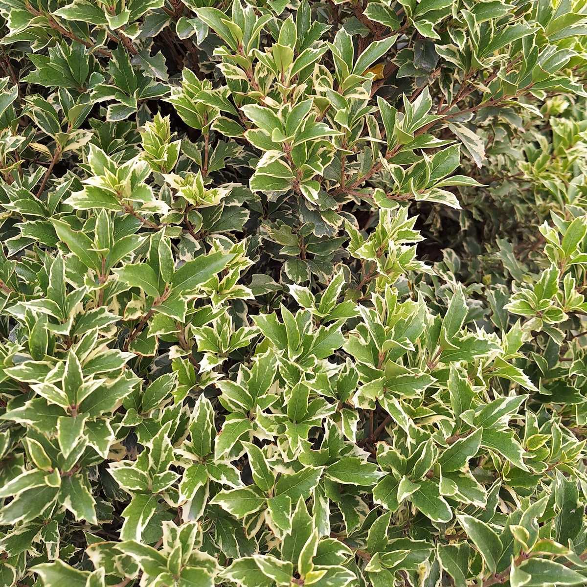 OSMANTHUS VARIEGATA-min