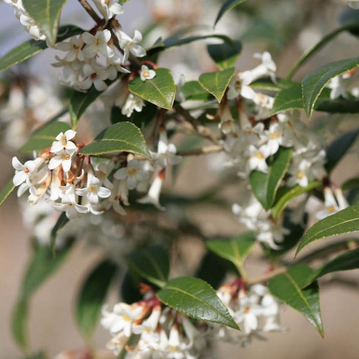 OSMANTHUS SUAVIS W-min