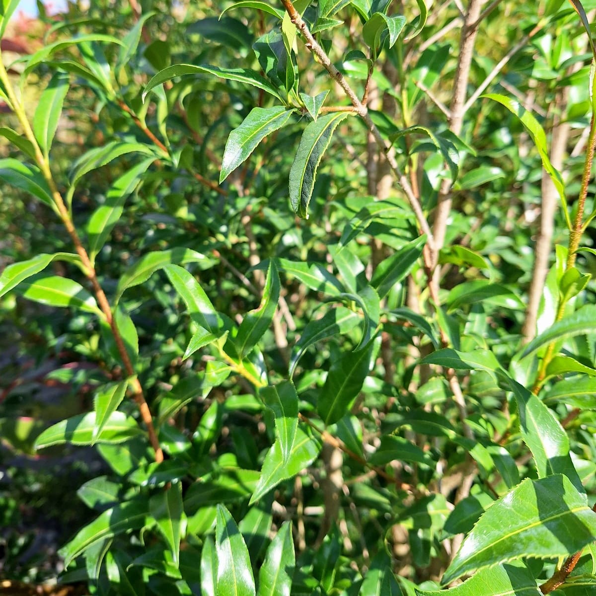 OSMANTHUS SUAVIS-min