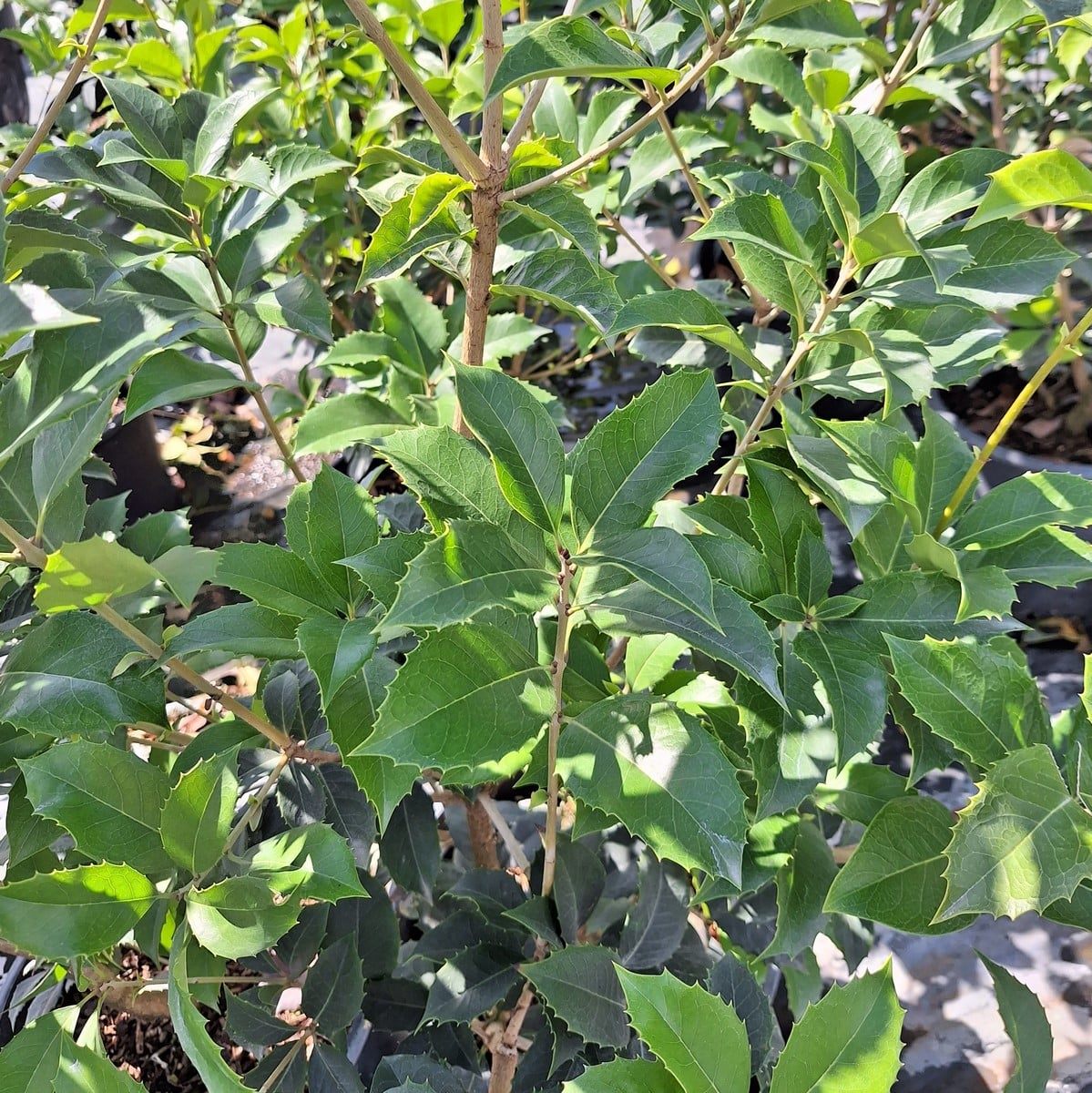 OSMANTHUS FORTUNEI-min