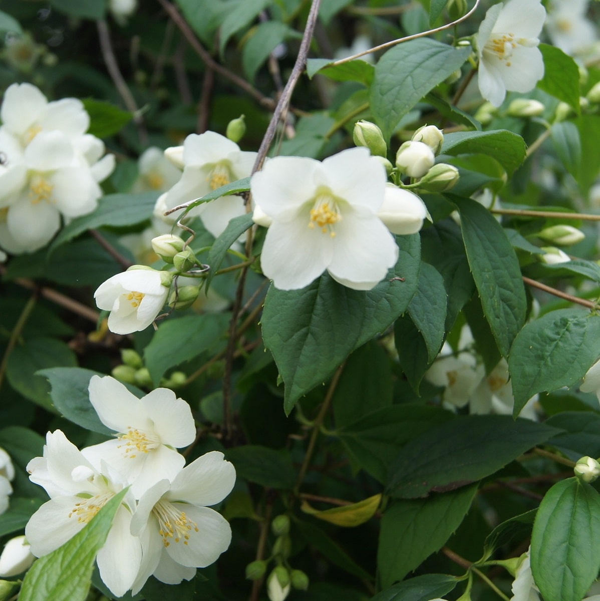 PHILADELPHUS CORONARIUS W 2-min